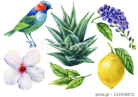 Watercolor Tropical Bird with Aloe Lemon and Hibiscus Botanical Set Exotic Plants Flowers Illustration Natural Summer Collection Watercolor Tropical Bird with Aloe Lemon and Hibiscus Botanical Set Exotic Plants Flowers Illustration Natural Summer Collection 132038072