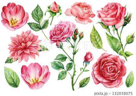 Pink roses, tulips, dahlia green leaves. Watercolor Set Botanical Illustration Elegant Garden Flowers Collection Wedding Design Pink roses, tulips, dahlia green leaves. Watercolor Set Botanical Illustration Elegant Garden Flowers Collection Wedding Design 132038075