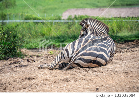 Portrait of Zebras living in wildlife conservation area. Zebra is species of African horse family unique with having black an white strippit coats. 132038084