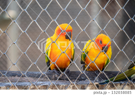Sun conure parrots living in the cage. You should be providing your bird with enough time outside of their cage for their mental and physical development. 132038085