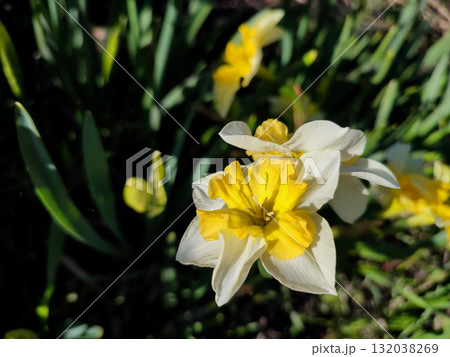 Narcissus. Beautiful flower narcissus. Blooming narcissus flower with many yellow white petals in inflorescence close-up. Blooming daffodil flower with green leaves growing in ground on spring morning Narcissus. Beautiful flower narcissus. Blooming narcissus flower with many yellow white petals in inflorescence close-up. Blooming daffodil flower with green leaves growing in ground on spring morning 132038269