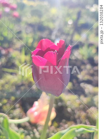 Beautiful varietal blooming tulip close up. Growing blossoming tulip flower with red pink petals on background blurred multicolored flowering flowers on sunny spring day. Sunlight Natural background 132038284