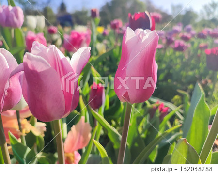 Many blooming colorful tulips flowers on sunny spring day. Varietal blooming tulips. Blooming white pink red tulips flowers and green leaves. Growing blossoming flowers. Nature. Natural background Many blooming colorful tulips flowers on sunny spring day. Varietal blooming tulips. Blooming white pink red tulips flowers and green leaves. Growing blossoming flowers. Nature. Natural background 132038288