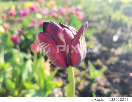 Beautiful tulip. Growing beautiful blooming red pink tulip flower on green leaves background. Varietal tulip flower close-up. Multicolored flowering flower, sunny spring day. Nature Natural background 132038291