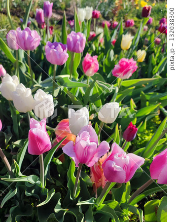 Many blooming colorful tulips flowers on sunny spring day. Varietal blooming tulips. Blooming white pink red tulips flowers and green leaves. Growing blossoming flowers. Nature. Natural background 132038300