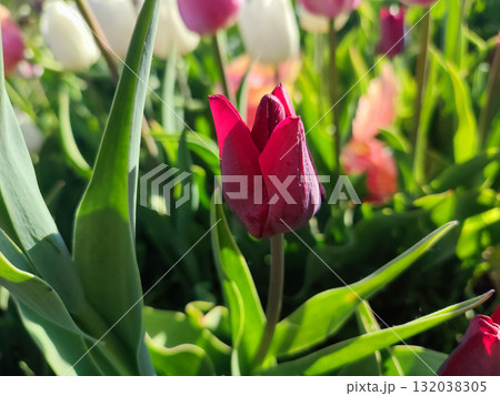 Beautiful varietal blooming tulip close up. Growing blossoming tulip flower with red pink petals on background blurred multicolored flowering flowers on sunny spring day. Sunlight Natural background 132038305
