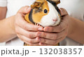 Close-up of a cute tricolor guinea pig held carefully in a person's hands. Small domestic pet and owner companionship. Animal care concept on a white background Close-up of a cute tricolor guinea pig held carefully in a person's hands. Small domestic pet and owner companionship. Animal care concept on a white background 132038357