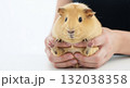 A close-up of a cute guinea pig held carefully in a person's hands. Small domestic pet on a white background with copy space for text A close-up of a cute guinea pig held carefully in a person's hands. Small domestic pet on a white background with copy space for text 132038358