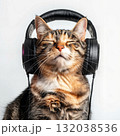 Relaxed cat with headphones enjoying music 132038536