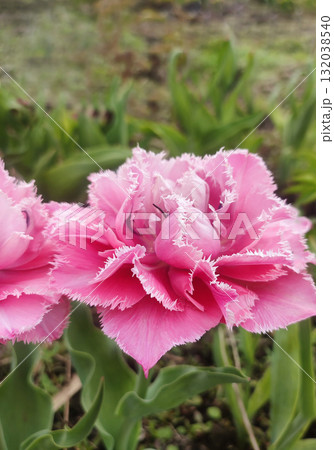 Tulip. Beautiful blooming tulip flower. Blooming tulip flower with pink petal in inflorescence on sunny spring morning. Blooming of blossoming red tulip flower growing in ground. Natural background Tulip. Beautiful blooming tulip flower. Blooming tulip flower with pink petal in inflorescence on sunny spring morning. Blooming of blossoming red tulip flower growing in ground. Natural background 132038540