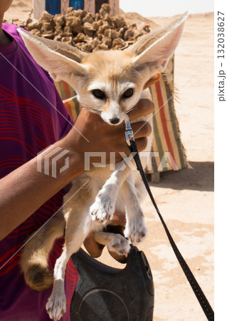 Unrecognizable person holding a cute Fennec fox, vulpes zerda. Tunisia Unrecognizable person holding a cute Fennec fox, vulpes zerda. Tunisia 132038627