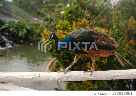 Colorful peacock walks along a white railing near a serene pond surrounded by lush greenery and vibrant flowers during a sunny day in a tropical garden Colorful peacock walks along a white railing near a serene pond surrounded by lush greenery and vibrant flowers during a sunny day in a tropical garden 132039061