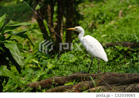 White heron stands gracefully among green foliage near a stream in a lush forest setting during a bright sunny day White heron stands gracefully among green foliage near a stream in a lush forest setting during a bright sunny day 132039065