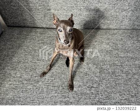 an elderly small Italian greyhound of gray color is sitting on the couch at home. High quality photo 132039222