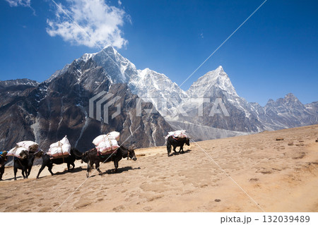 Everest base camp trekking path in Dingboche area, Nepal. Yak animals Everest base camp trekking path in Dingboche area, Nepal. Yak animals 132039489