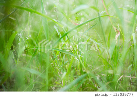 草むらのやわらかな光と緑|自然の中の癒しの空間 草むらのやわらかな光と緑|自然の中の癒しの空間 132039777