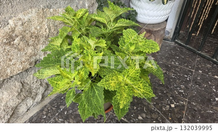 Vibrant coleus plant with green variegated leaves in outdoor garden setting 132039995