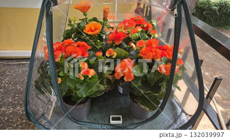Vibrant orange flowers in a mini greenhouse for urban gardening and home decor. Orange begonia 132039997