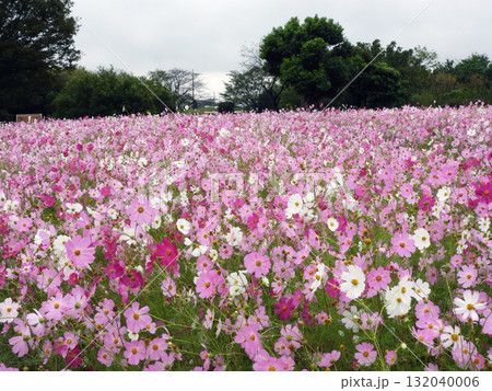 コスモス畑 132040006