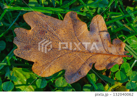 Close up autumn oak tree leave with water droplets Close up autumn oak tree leave with water droplets 132040062