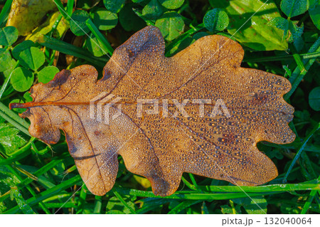 Close up autumn oak tree leave with water droplets Close up autumn oak tree leave with water droplets 132040064