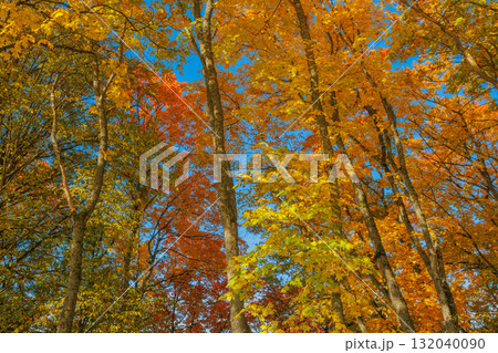 A Stunning Autumn Landscape Featuring Vibrant Trees, Bright Colors, and a Clear Blue Sky A Stunning Autumn Landscape Featuring Vibrant Trees, Bright Colors, and a Clear Blue Sky 132040090