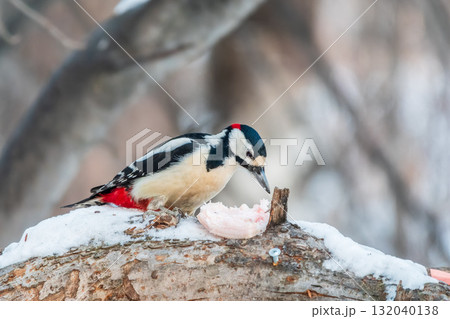 Little woodpecker sits on a tree trunk with snow in winter. The great spotted woodpecker, Dendrocopos major 132040138