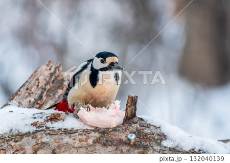 Little woodpecker sits on a tree trunk with snow in winter. The great spotted woodpecker, Dendrocopos major 132040139