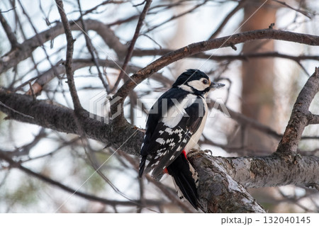 Little woodpecker sits on a tree trunk with snow in winter. The great spotted woodpecker, Dendrocopos major 132040145