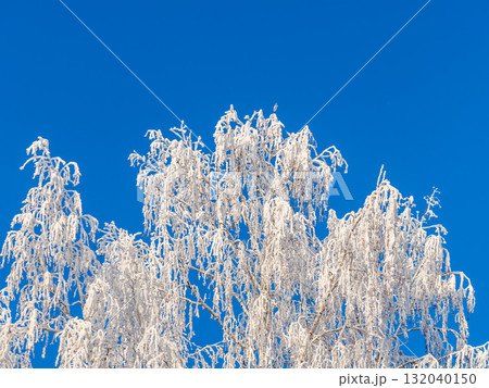 Tree branches in winter covered with snow and frost in snowfall on blue sky background. Frozen tree branches. 132040150