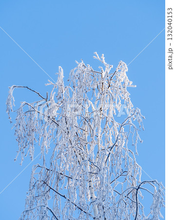 Tree branches in winter covered with snow and frost in snowfall on blue sky background. Frozen tree branches. Tree branches in winter covered with snow and frost in snowfall on blue sky background. Frozen tree branches. 132040153