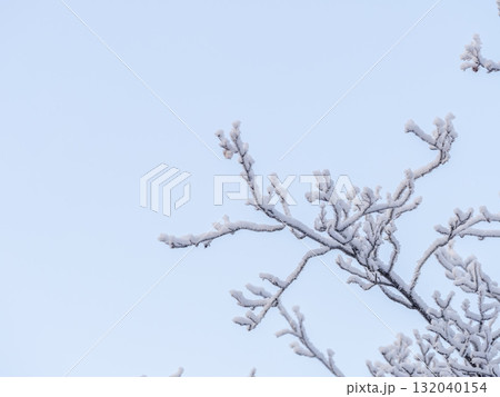 Tree branches in winter covered with snow and frost in snowfall on blue sky background. Frozen tree branches. 132040154