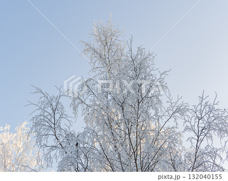 Tree branches in winter covered with snow and frost in snowfall on blue sky background. Frozen tree branches. 132040155
