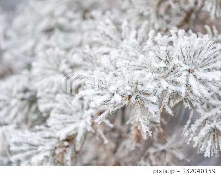 Pine branch with needles is covered with snow in the sunset light Pine branch with needles is covered with snow in the sunset light 132040159