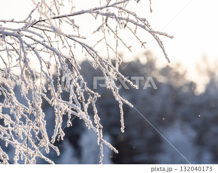 Tree branches in winter covered with snow and frost in snowfall on blue sky background. Frozen tree branches. 132040173