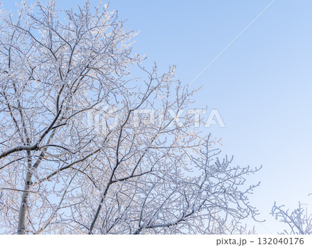 Tree branches in winter covered with snow and frost in snowfall on blue sky background. Frozen tree branches. 132040176