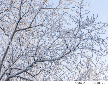 Tree branches in winter covered with snow and frost in snowfall on blue sky background. Frozen tree branches. Tree branches in winter covered with snow and frost in snowfall on blue sky background. Frozen tree branches. 132040177