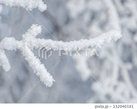 Tree branches in winter covered with snow and frost in snowfall. Frozen tree branches. 132040181