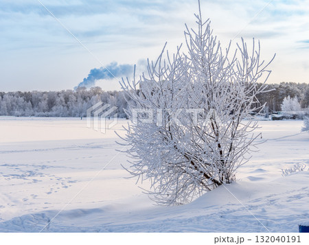 Snow-Covered Lake Shore with Ice, Pine Forest on Shore, Beautiful Winter Landscape with snow covered trees Snow-Covered Lake Shore with Ice, Pine Forest on Shore, Beautiful Winter Landscape with snow covered trees 132040191