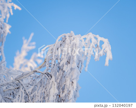 Tree branches in winter covered with snow and frost in snowfall on blue sky background. Frozen tree branches. 132040197