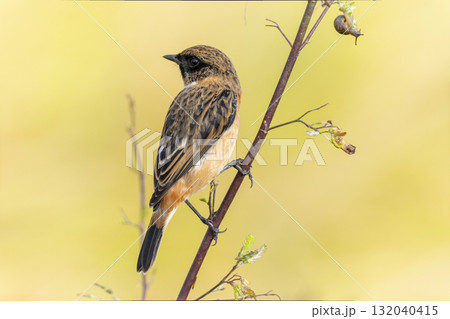 秋の農耕地に飛来したノビタキ 132040415