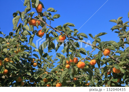 おけさ柿の木 132040435