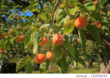 おけさ柿の木 132040438