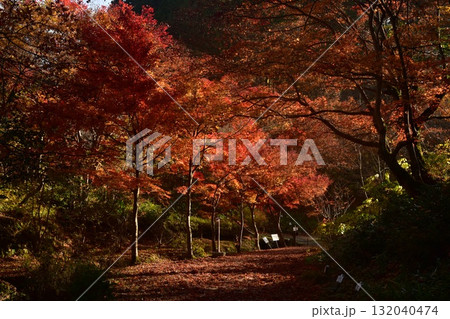 奥出雲・糸原記念館の紅葉(島根県) 奥出雲・糸原記念館の紅葉(島根県) 132040474