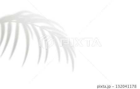 Palm leaf shadow isolated on white background 132041178