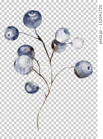 Hand-drawn watercolor illustration of a branch with black chokeberries and blue wild berries. Ideal for botanical prints, decor, and nature-themed designs. Features a delicate berry cluster on a twig. Hand-drawn watercolor illustration of a branch with black chokeberries and blue wild berries. Ideal for botanical prints, decor, and nature-themed designs. Features a delicate berry cluster on a twig. 132041720