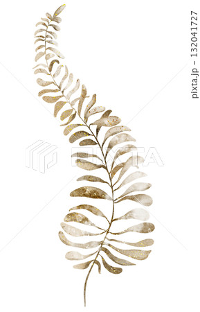 Watercolor illustration of a dried Fern leaf, perfect for botanical designs, wedding invitations, and greeting cards. Ideal for autumn or rustic themes. 132041727