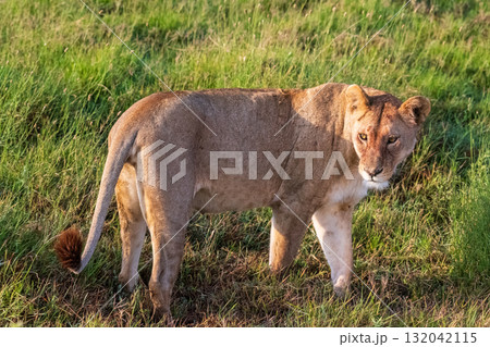 Female lion in the Serengeti 132042115