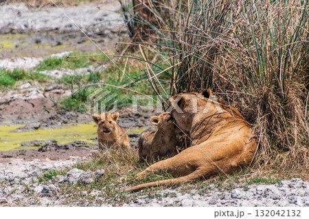 Lion Cubs in the Ngorogoro Crater 132042132