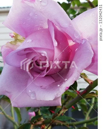 ブルームーン ブルームーン 132042431